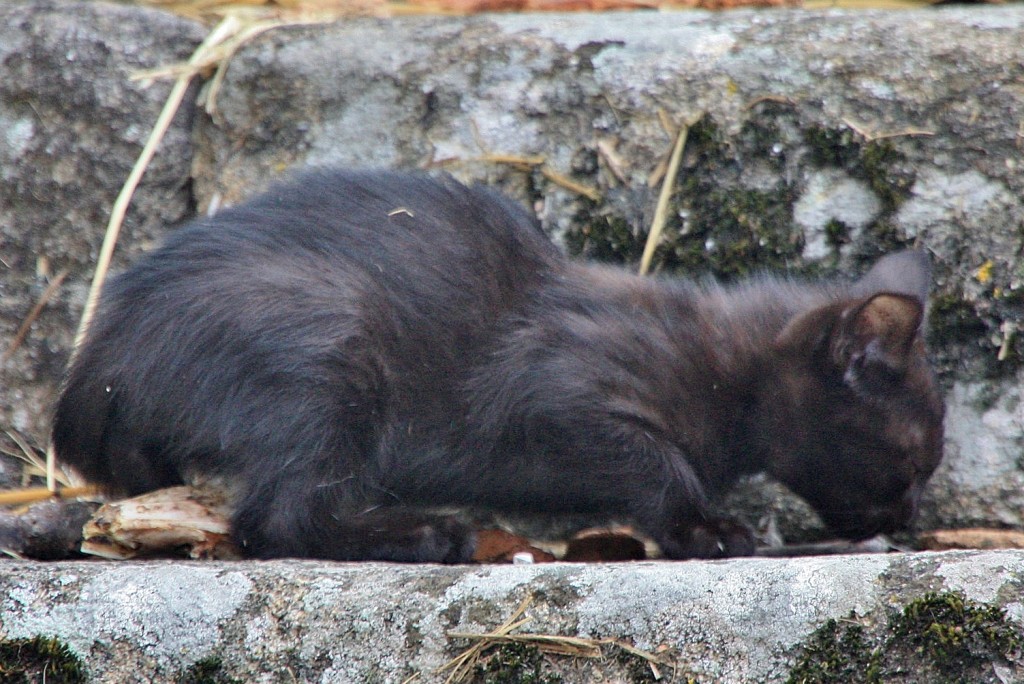 Foto: Gatito - San Cristovo de Cea (Ourense), España