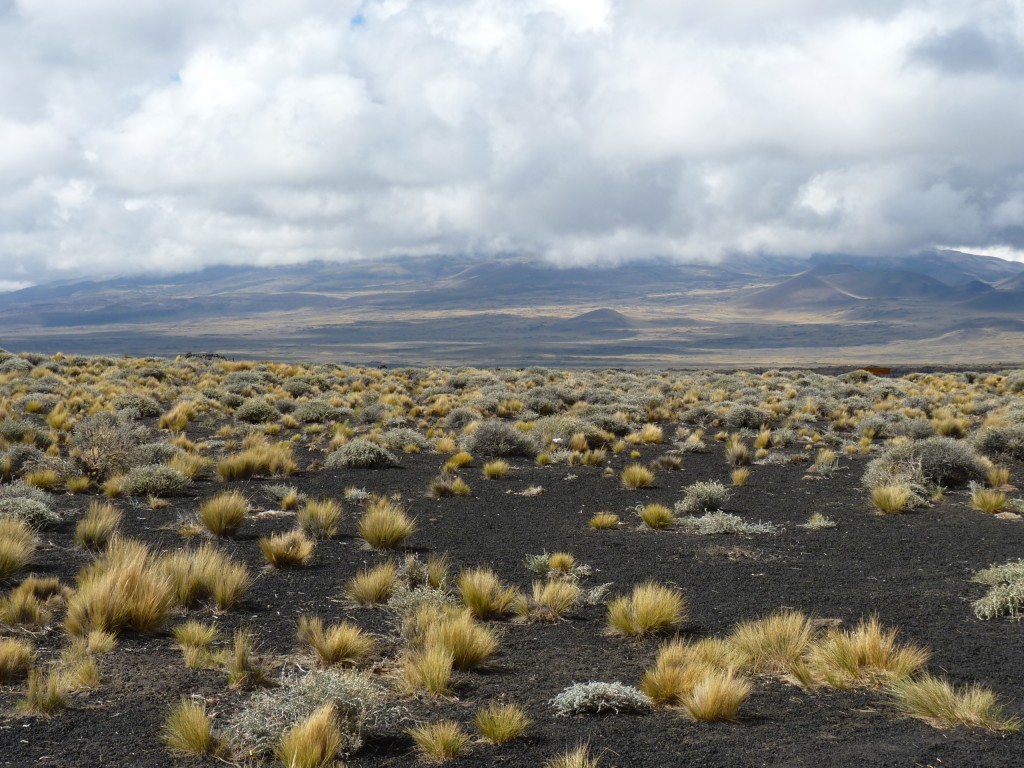 Foto: La Payunia. - Malargüe (Mendoza), Argentina