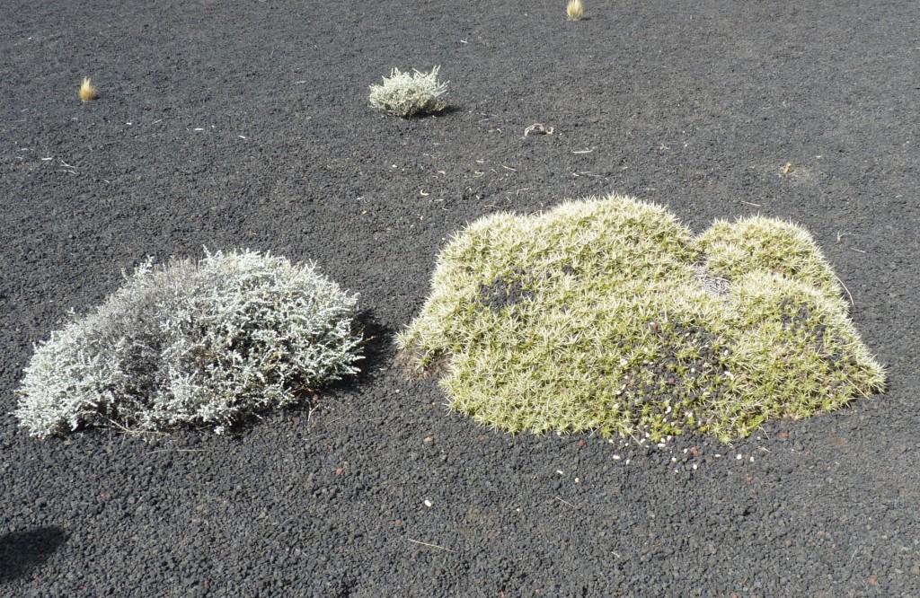 Foto: La Payunia. - Malargüe (Mendoza), Argentina