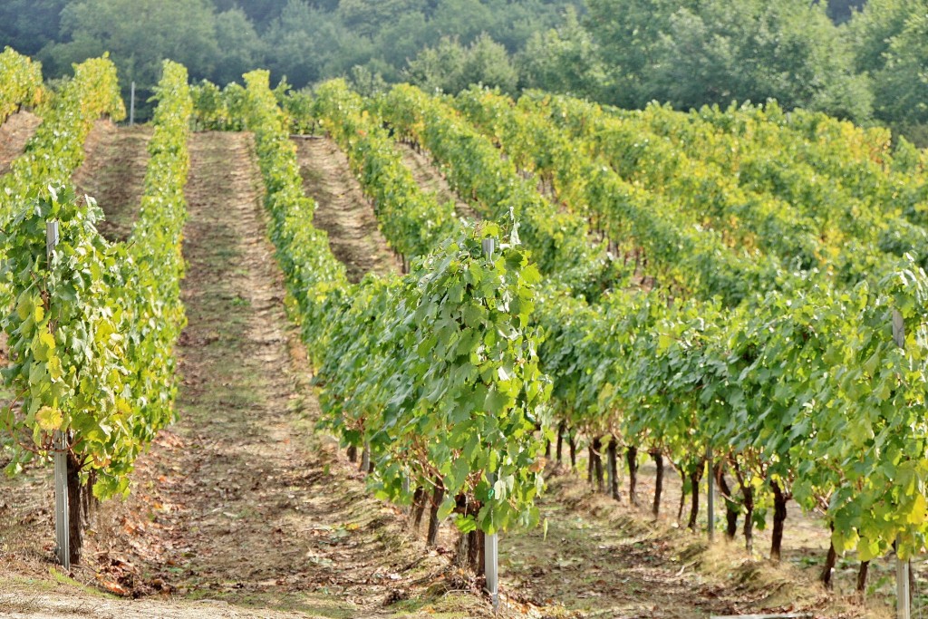 Foto: Centro histórico - Pazos de Arenteiro (Ourense), España