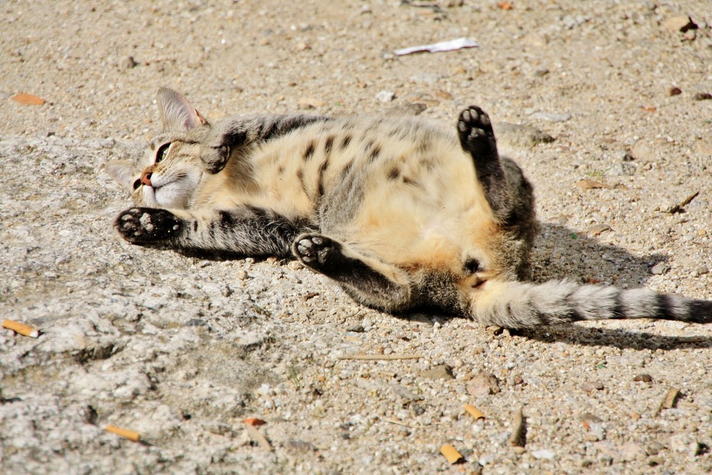 Foto: Gatito - Ribadavia (Ourense), España