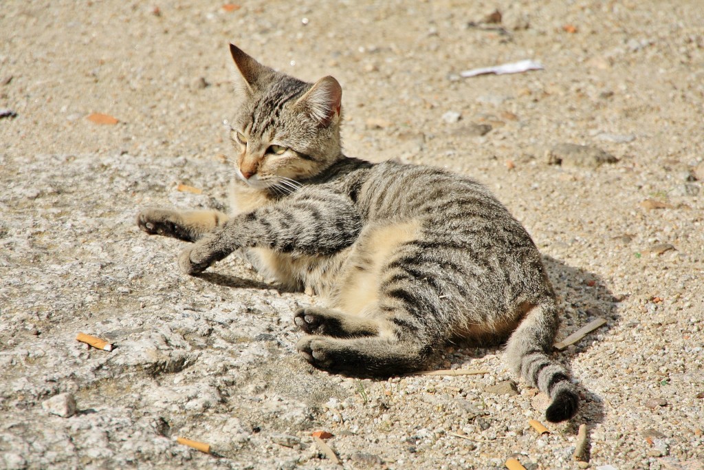 Foto: Gatito - Ribadavia (Ourense), España