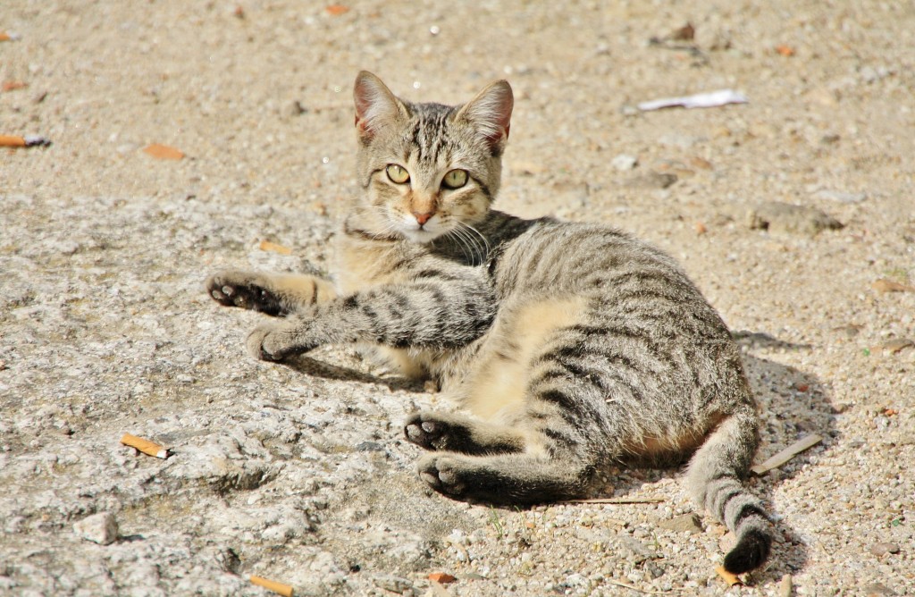 Foto: Gatito - Ribadavia (Ourense), España