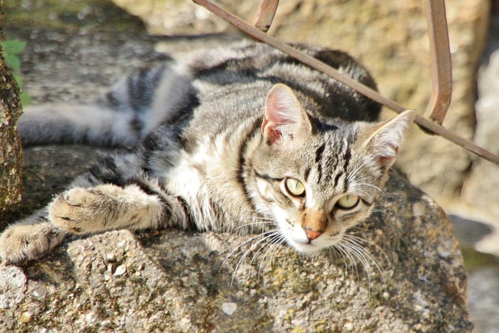 Foto: Gatito - Ribadavia (Ourense), España