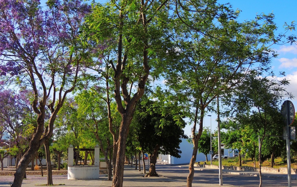 Foto: Avda.Pablo Justo - Paterna de la Rivera (Cádiz), España