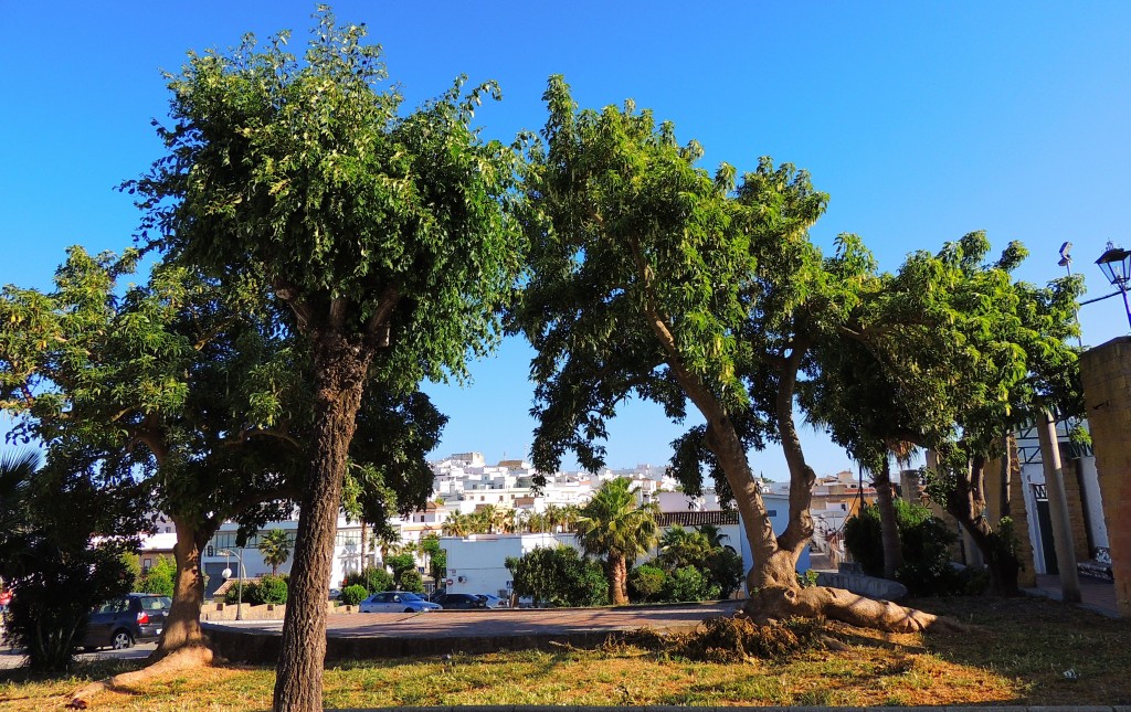 Foto: Alfonso Perales - Paterna de la Rivera (Cádiz), España