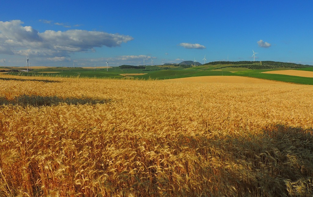 Foto: Cereales - Paterna de la Rivera (Cádiz), España