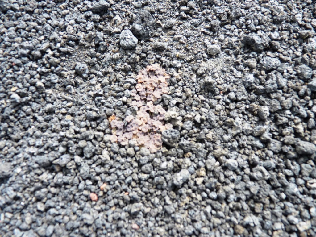 Foto: La Payunia. - Malargüe (Mendoza), Argentina