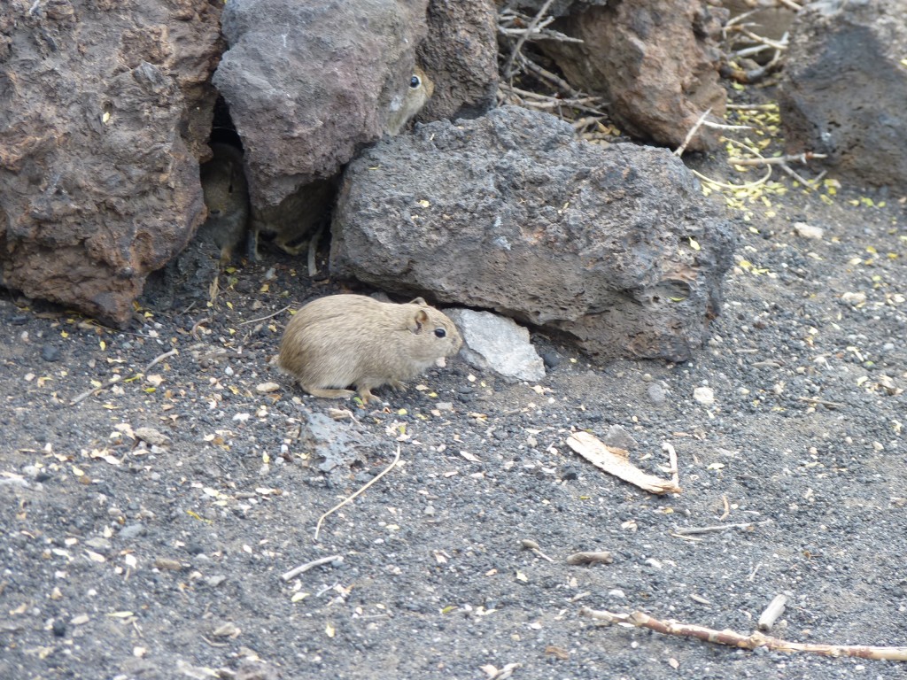 Foto: La Payunia. - Malargüe (Mendoza), Argentina