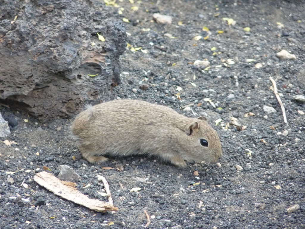 Foto: La Payunia. - Malargüe (Mendoza), Argentina