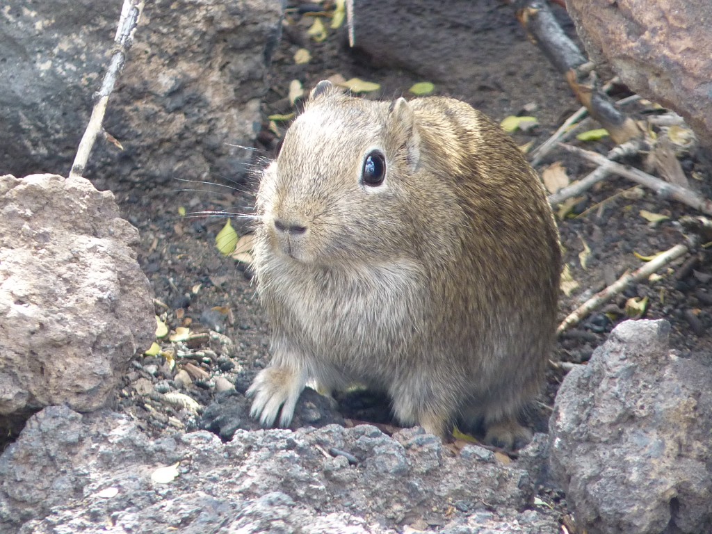Foto: La Payunia. - Malargüe (Mendoza), Argentina