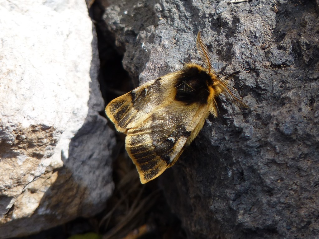 Foto: La Payunia. - Malargüe (Mendoza), Argentina