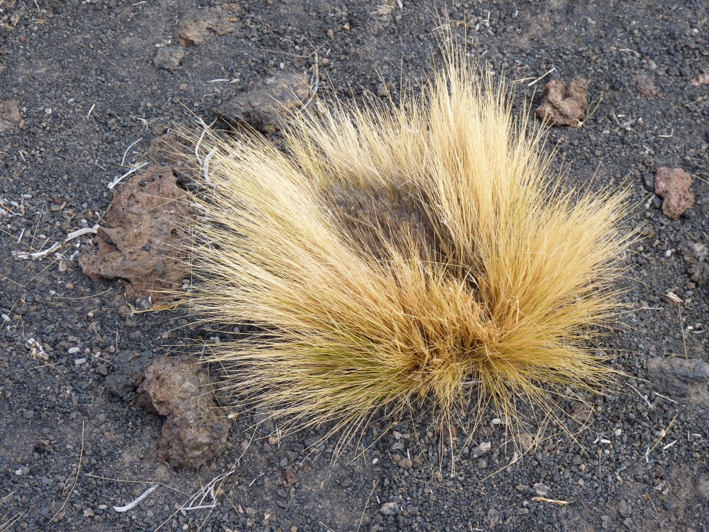 Foto: La Payunia. - Malargüe (Mendoza), Argentina