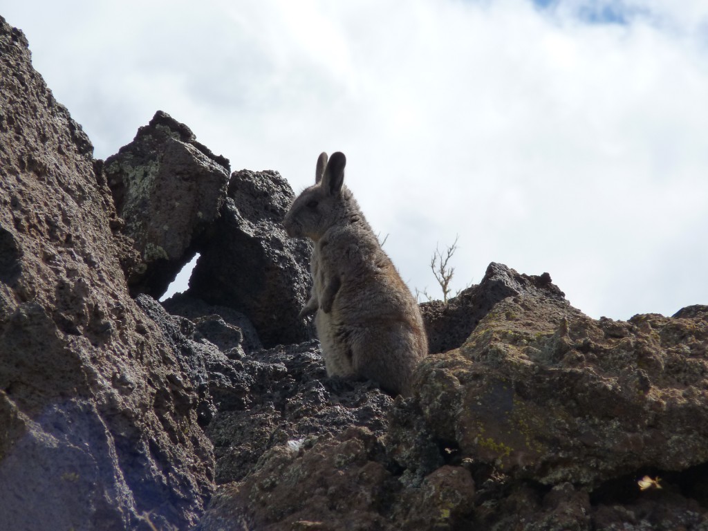 Foto: La Payunia. - Malargüe (Mendoza), Argentina