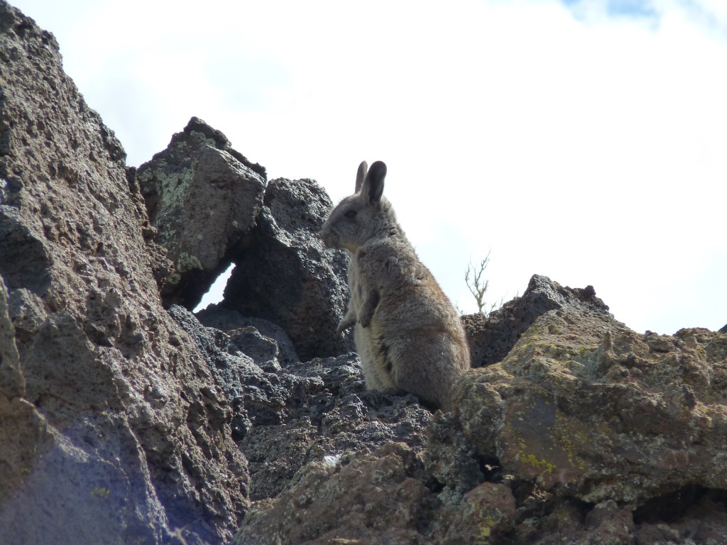 Foto: La Payunia. - Malargüe (Mendoza), Argentina