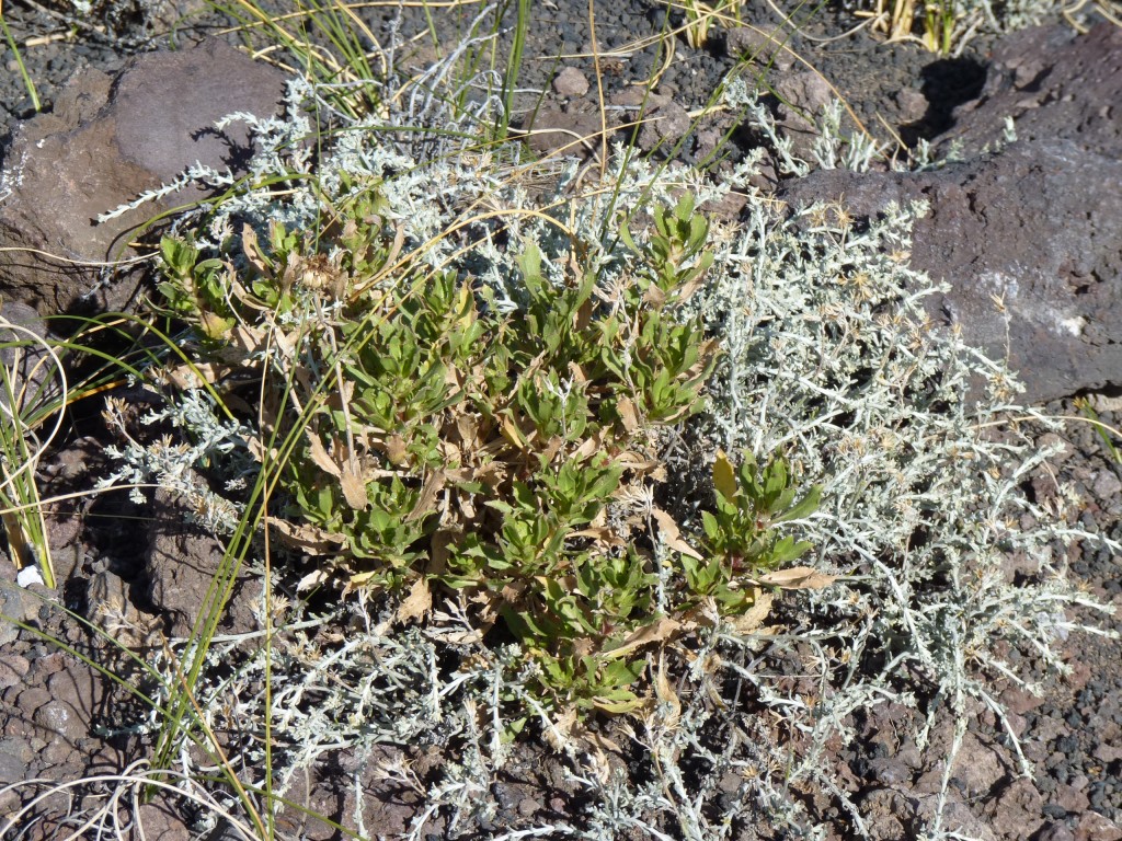 Foto: La Payunia. - Malargüe (Mendoza), Argentina