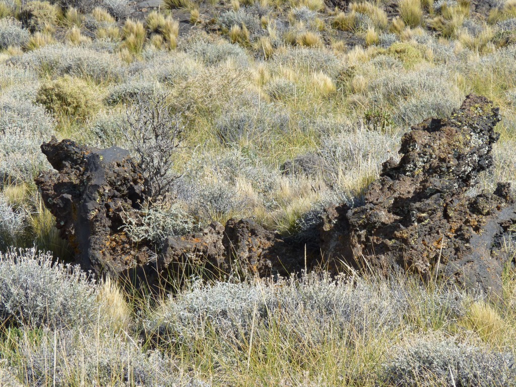Foto: La Payunia. - Malargüe (Mendoza), Argentina