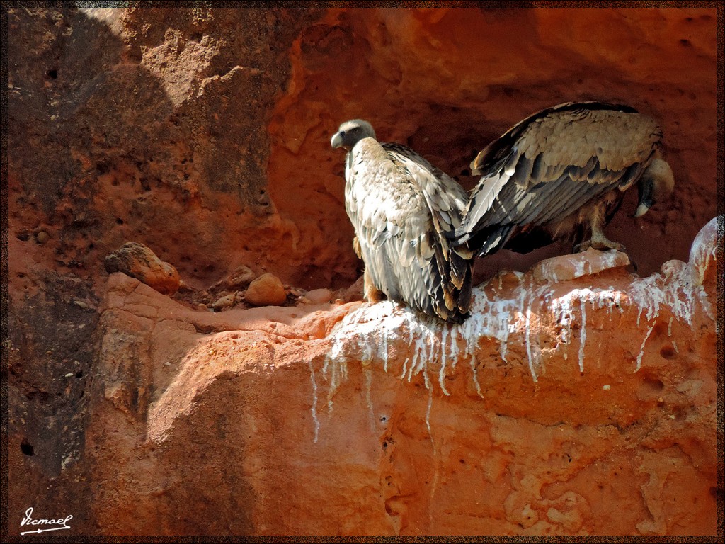 Foto: 140514-09 HERCE - Herce (La Rioja), España