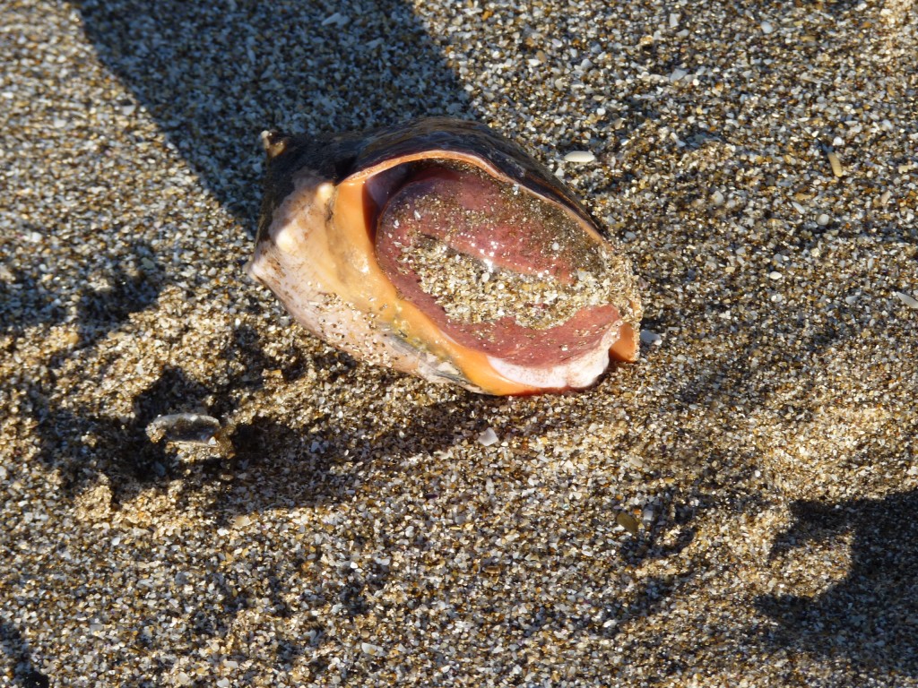 Foto: Caracol de mar - Santa Clara del Mar (Buenos Aires), Argentina
