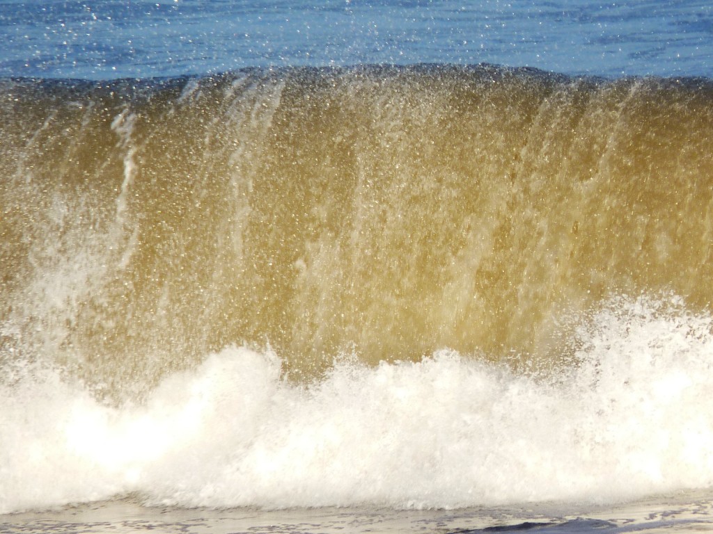 Foto: Caracol de mar - Santa Clara del Mar (Buenos Aires), Argentina