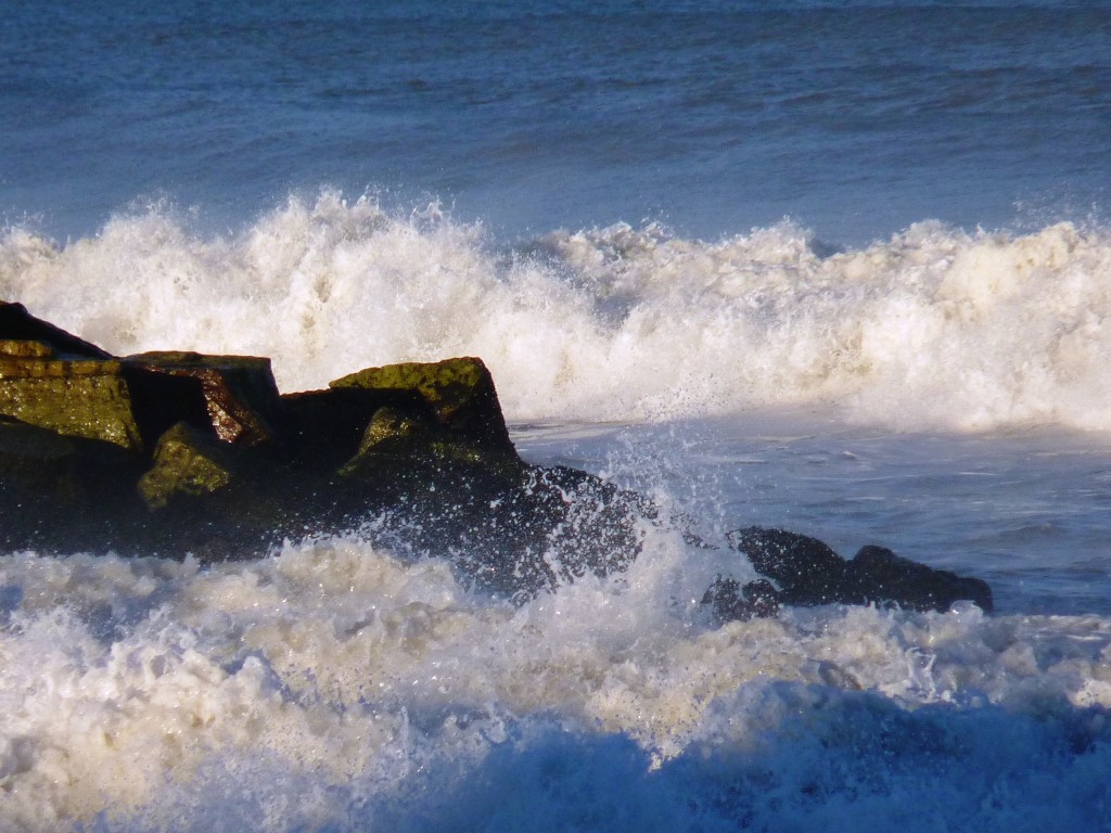 Foto: Caracol de mar - Santa Clara del Mar (Buenos Aires), Argentina
