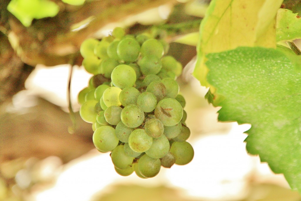 Foto: Real Monasterio de Santa Clara - Tordesillas (Valladolid), España