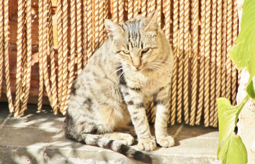Foto: Gatito - San Esteban de Gormaz (Soria), España