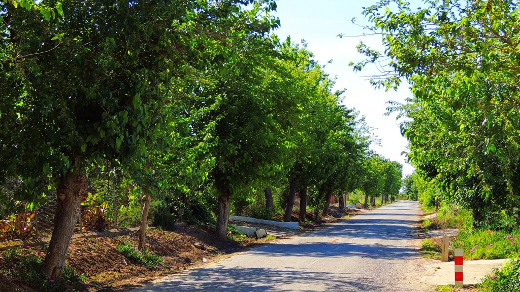 Foto: Hacia el Torbiscal - Guadalema de los Quinteros (Sevilla), España