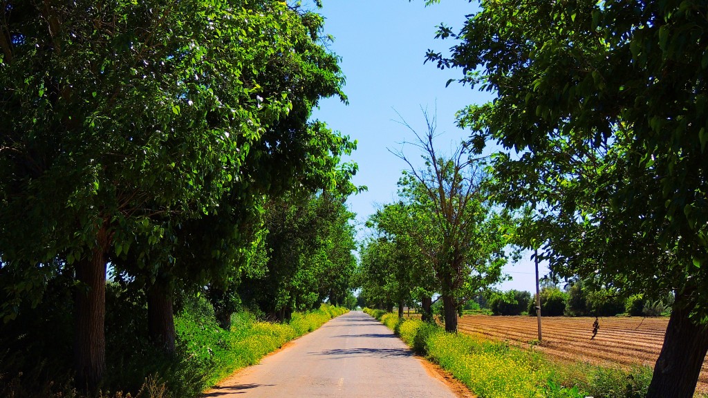 Foto: Carretera a Guadalema - El Palmar de Troya (Sevilla), España
