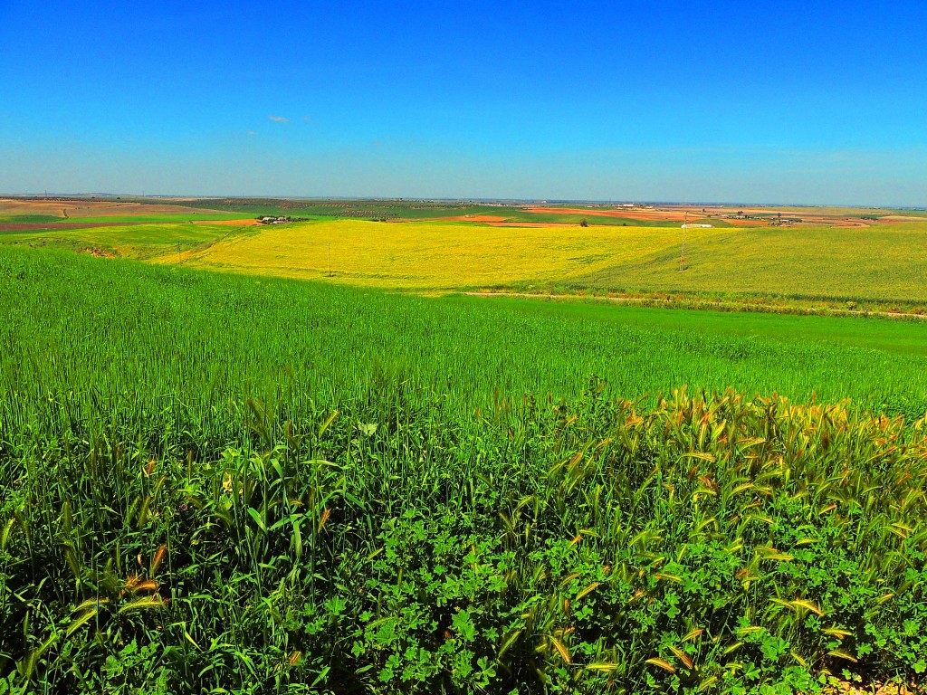 Foto: Campiña de el Palmar de Troya - El Palmar de Troya (Sevilla), España