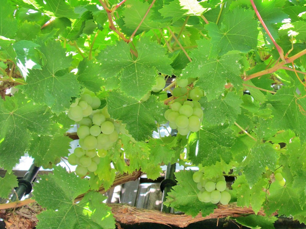 Foto: Uvas - Frias (Burgos), España