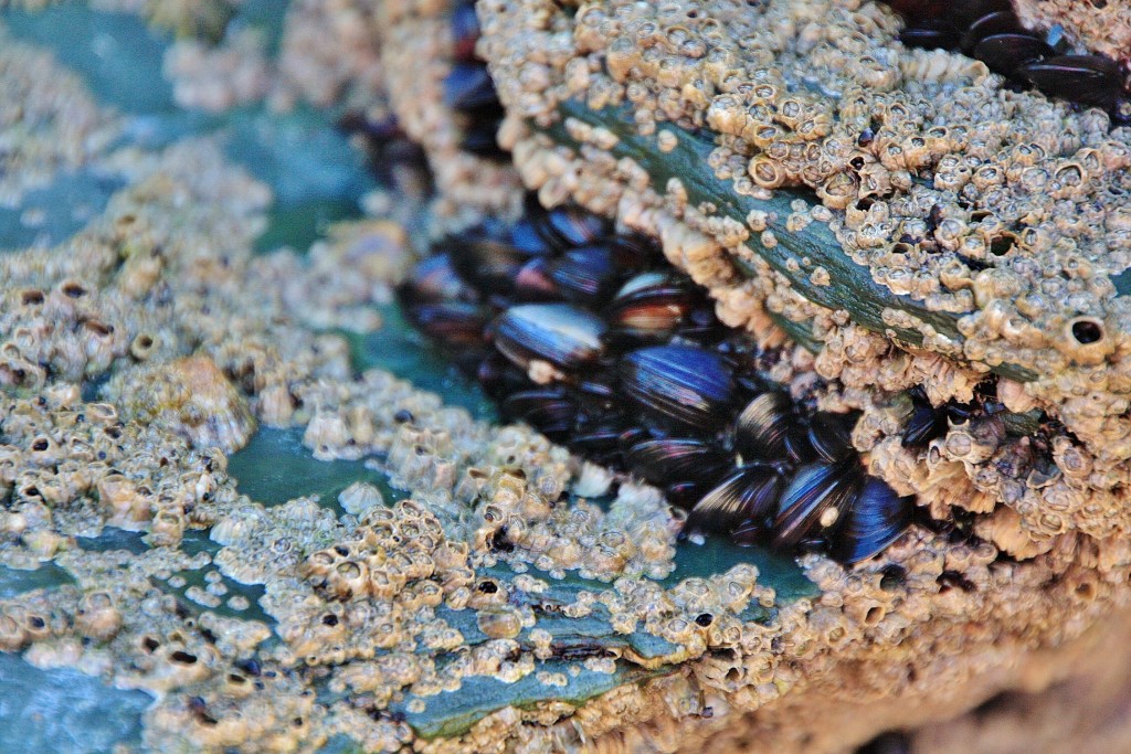 Foto: Playa de las Catedrales - Ribadeo (Lugo), España