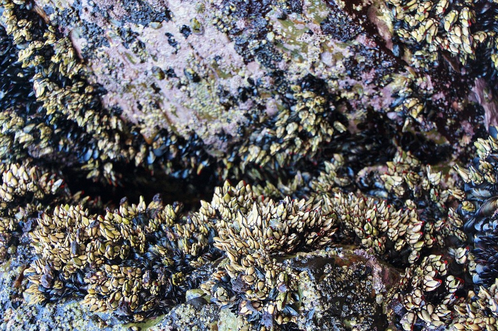 Foto: Playa de las Catedrales - Ribadeo (Lugo), España