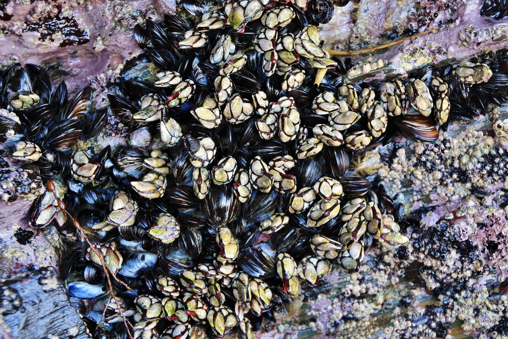 Foto: Playa de las Catedrales - Ribadeo (Lugo), España