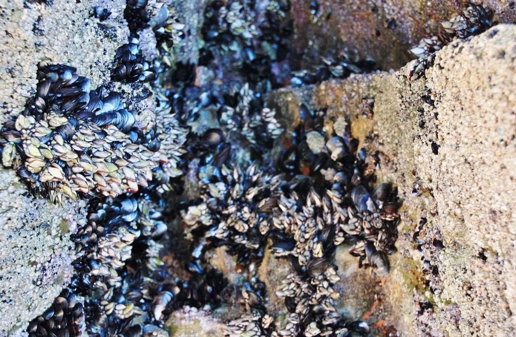 Foto: Playa de las Catedrales - Ribadeo (Lugo), España