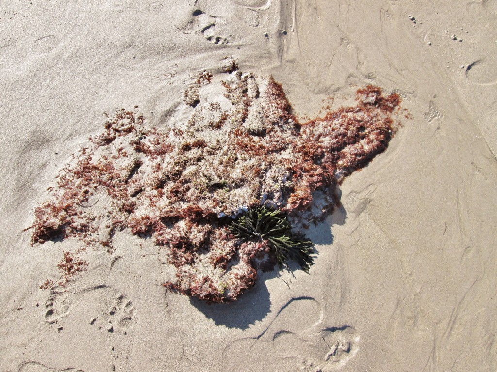 Foto: Playa de las Catedrales - Ribadeo (Lugo), España