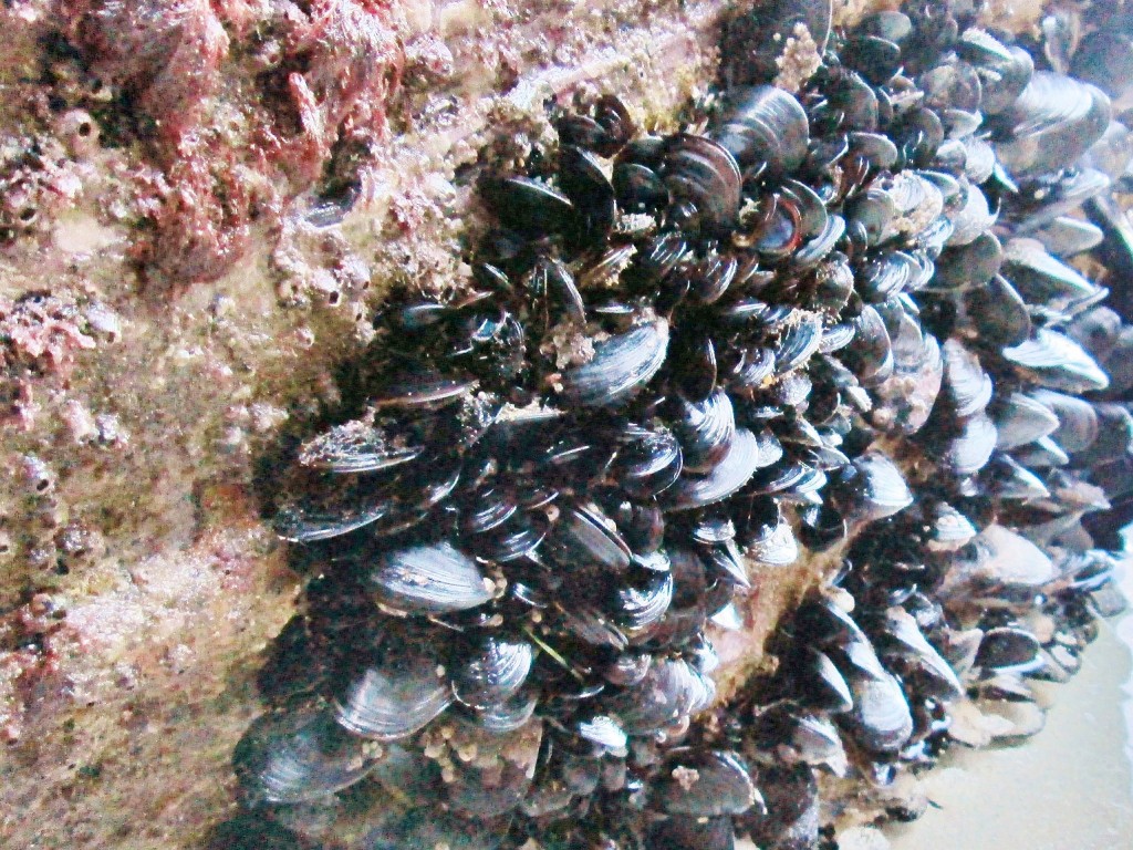 Foto: Playa de las Catedrales - Ribadeo (Lugo), España