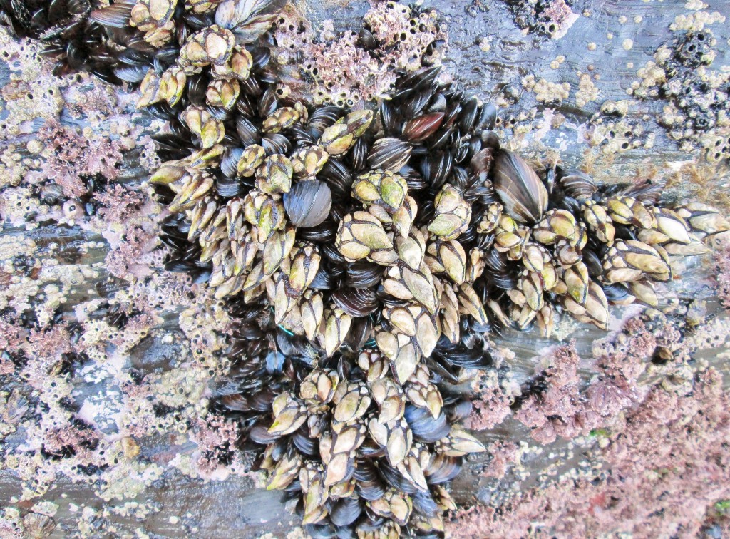 Foto: Playa de las Catedrales - Ribadeo (Lugo), España