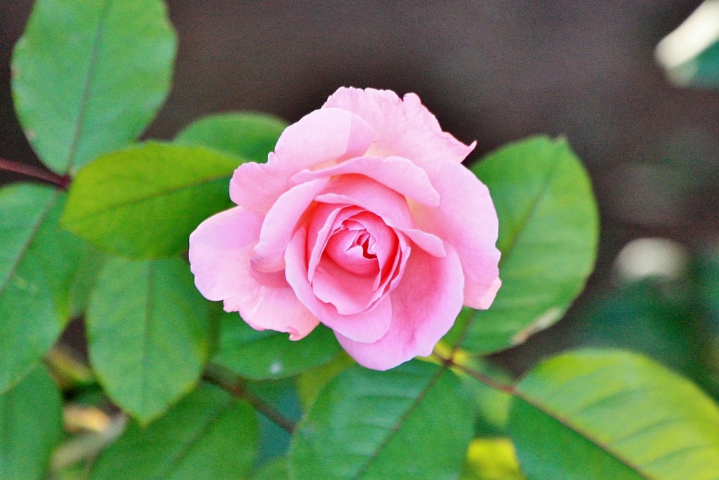 Foto: Flor - Xàtiva (València), España