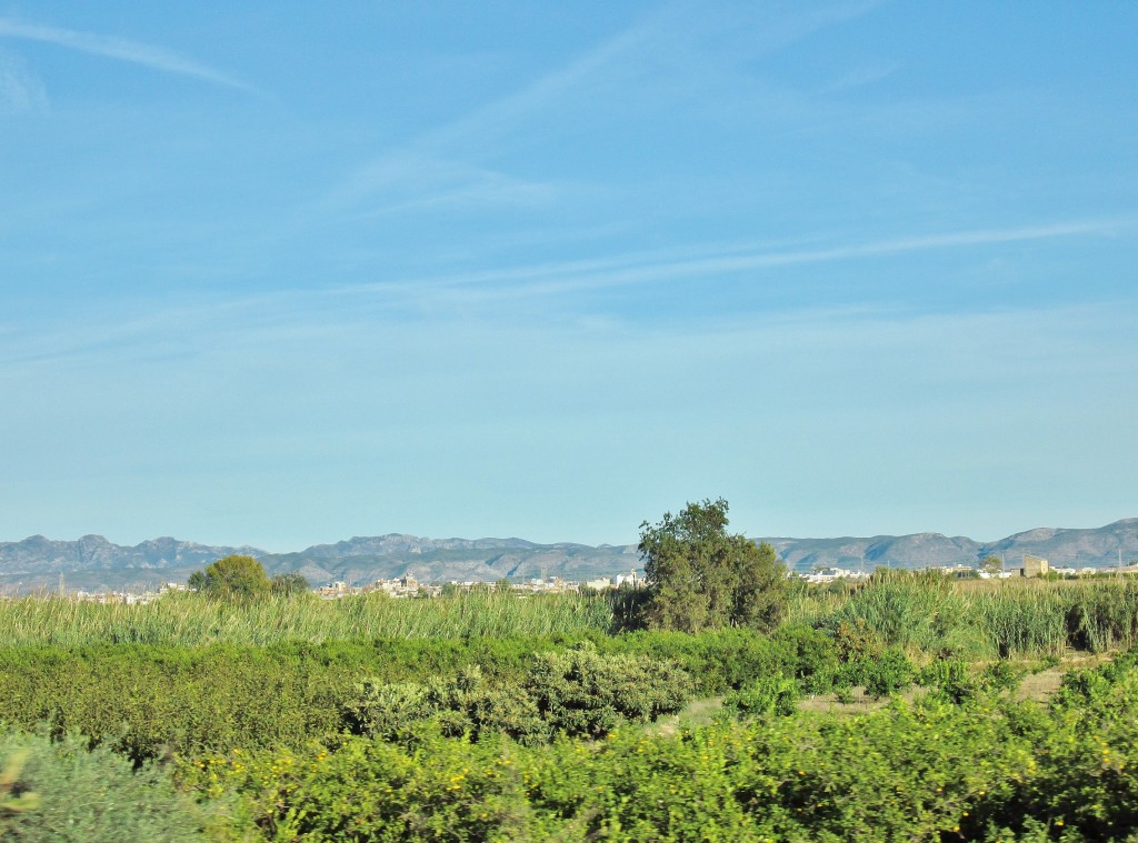 Foto: Mar de naranjos - Xàtiva (València), España