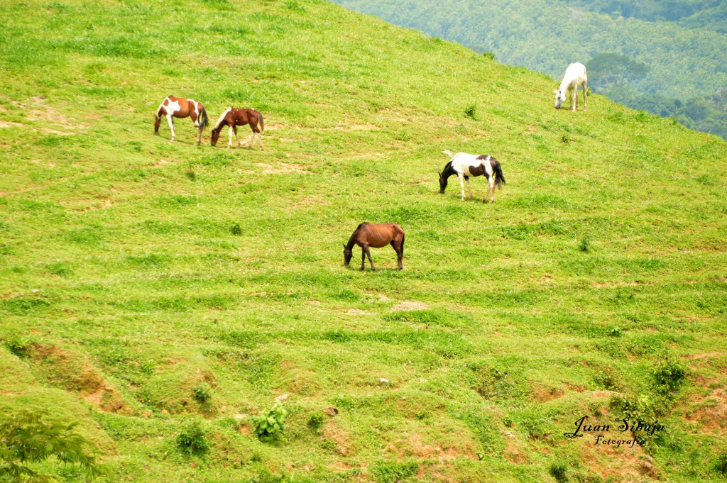 Foto de Alajuela, Costa Rica