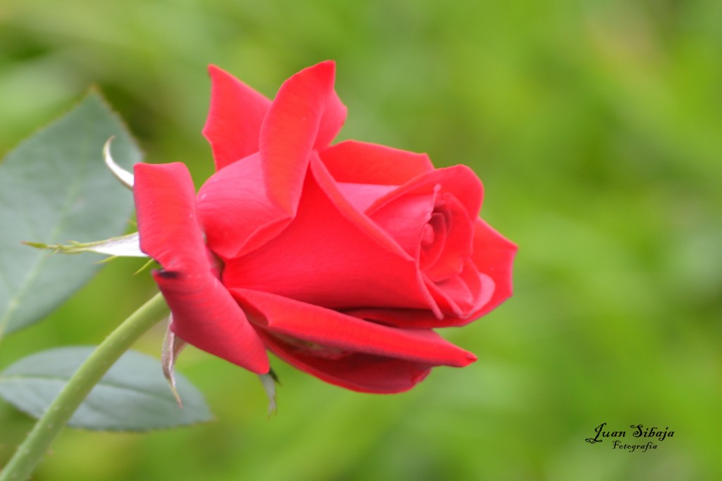 Foto de Alajuela, Costa Rica