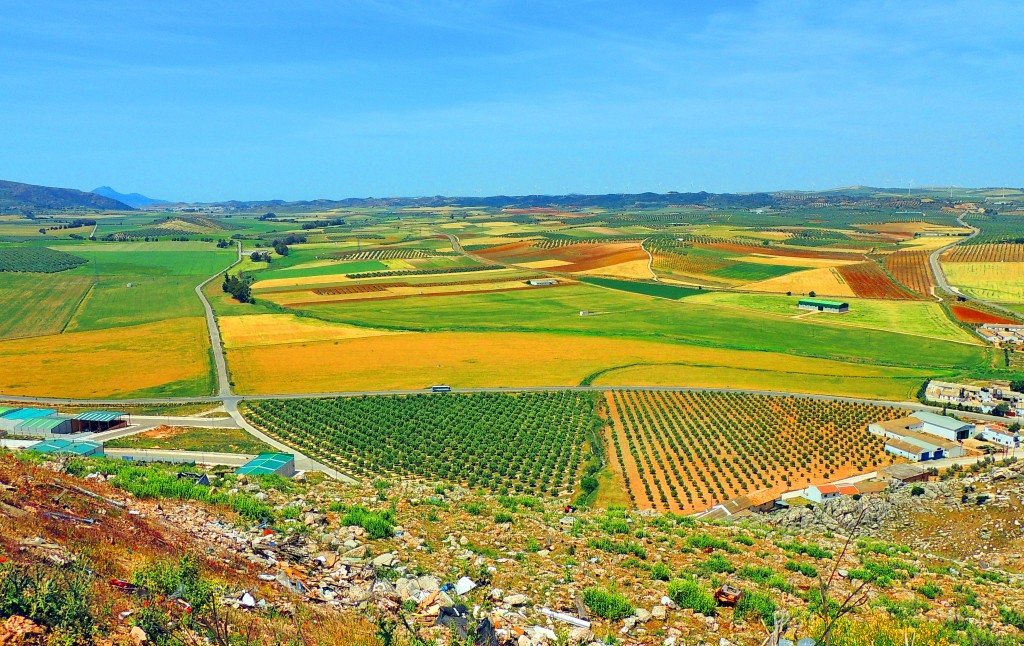 Foto: Campiña - Teba (Málaga), España