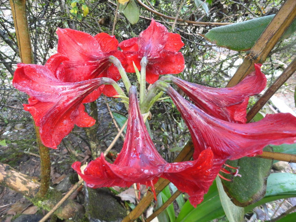 Foto: Flores silvestres - Shell (Pastaza), Ecuador