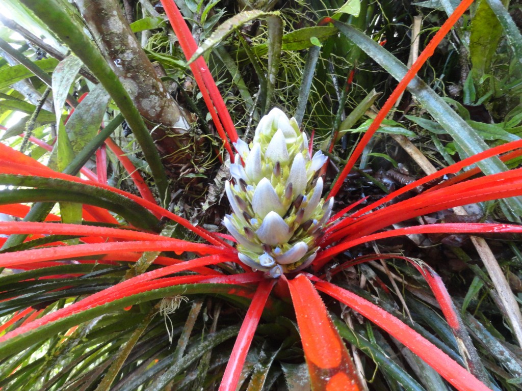 Foto: Flores silvestres  bromelias - Shell (Pastaza), Ecuador