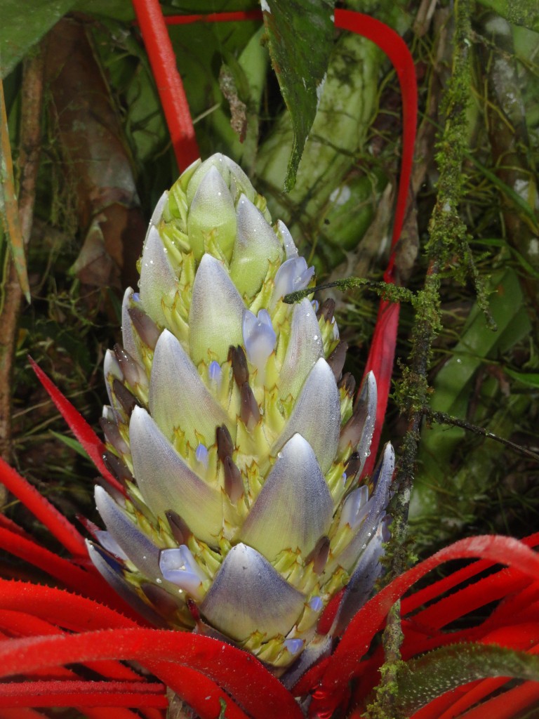 Foto: Flores silvestres  bromelias - Shell (Pastaza), Ecuador