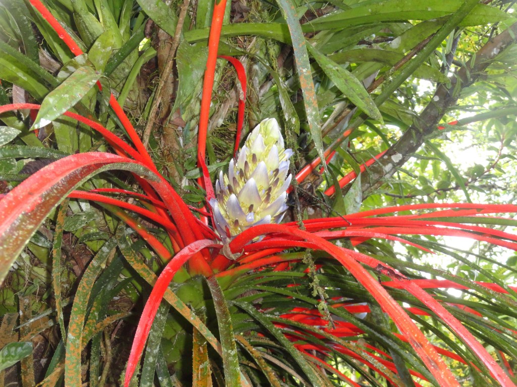 Foto: Flores silvestres  bromelias - Shell (Pastaza), Ecuador