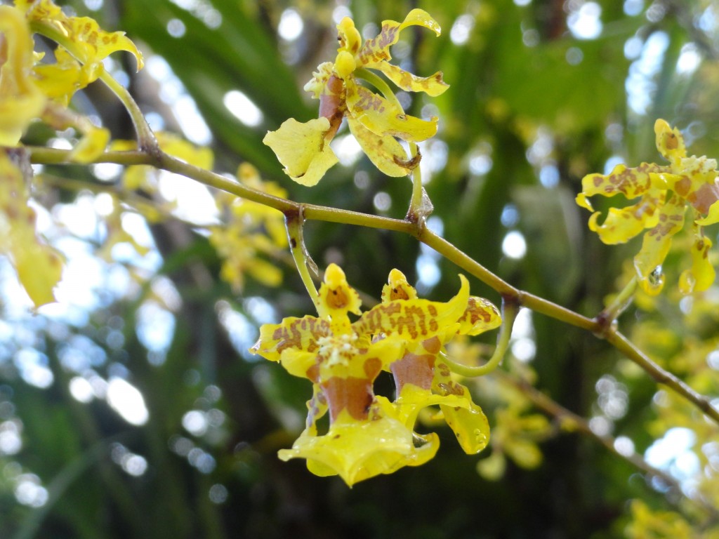 Foto: Flores silvestres orquideas - Shell (Pastaza), Ecuador
