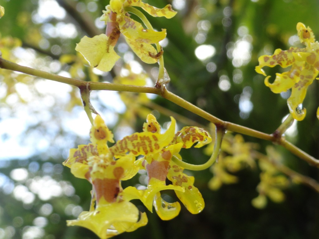 Foto: Flores silvestres orquideas - Shell (Pastaza), Ecuador