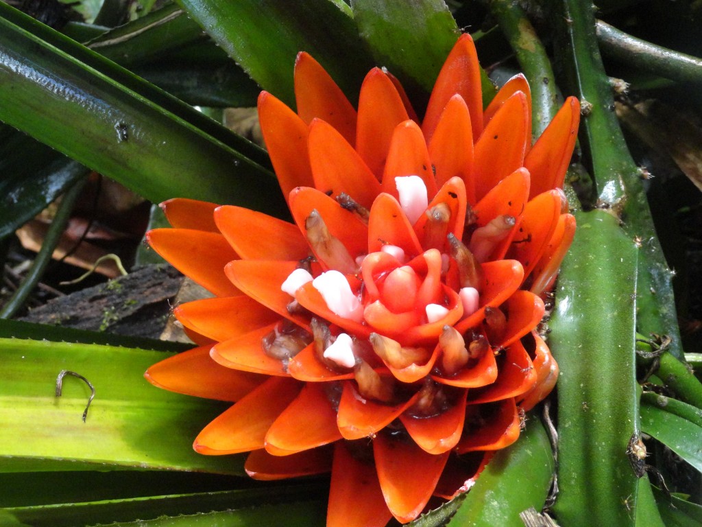 Foto: Flores sil vestres bromelias - Shell (Pastaza), Ecuador